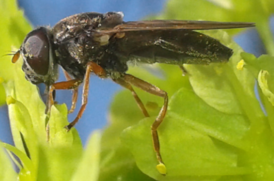 Syrphidae : Cheilosia sp. 1?